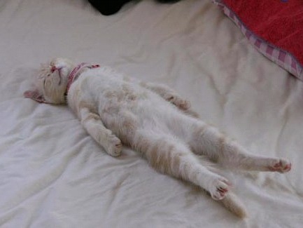 親,我想多睡一小時……