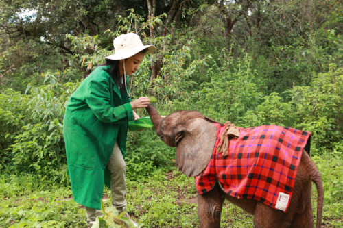 李冰冰出演"變四"引熱議非洲認養幼象