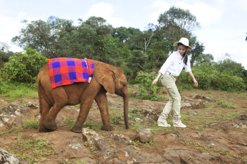 李冰冰出演"變四"引熱議非洲認(rèn)養(yǎng)幼象