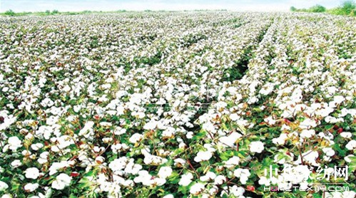 四屆中亞歐博覽會將舉辦紡織產(chǎn)業(yè)大會