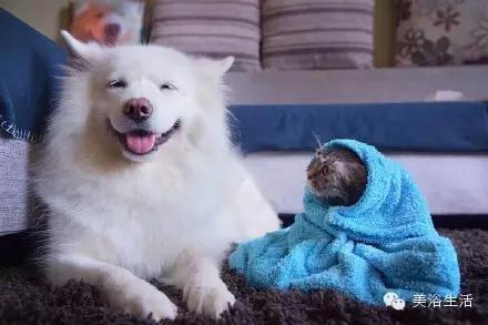 ��ԡ���ë�����Ԍ�����ë��Ҳ�����v����