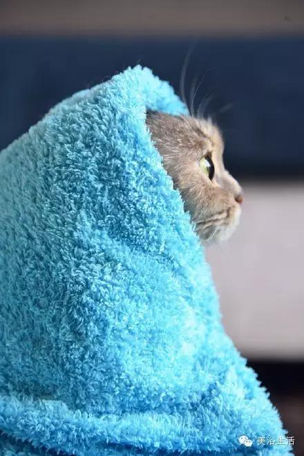 ��ԡ���ë�����Ԍ�����ë��Ҳ�����v����