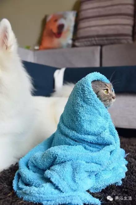 ��ԡ���ë�����Ԍ�����ë��Ҳ�����v����