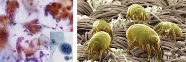 紫羅蘭生機家紡:解密健康睡眠