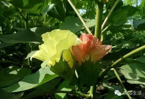 ��ԡ����Ƶ�Ĵ��Σ�ë����ԡ���ʲô���ǰ�ɫ����