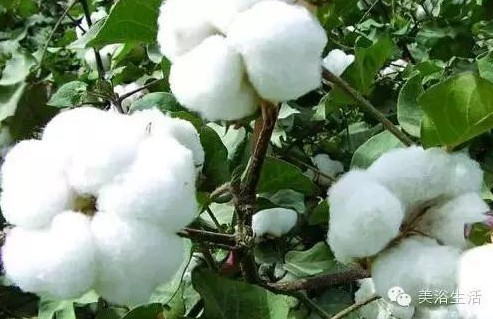 ��ԡ����Ƶ�Ĵ��Σ�ë����ԡ���ʲô���ǰ�ɫ����